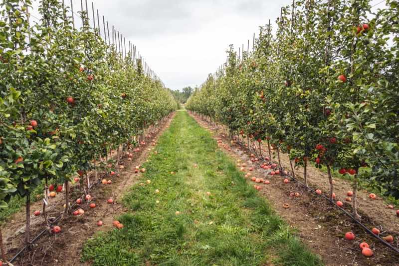 Apple orchard rows