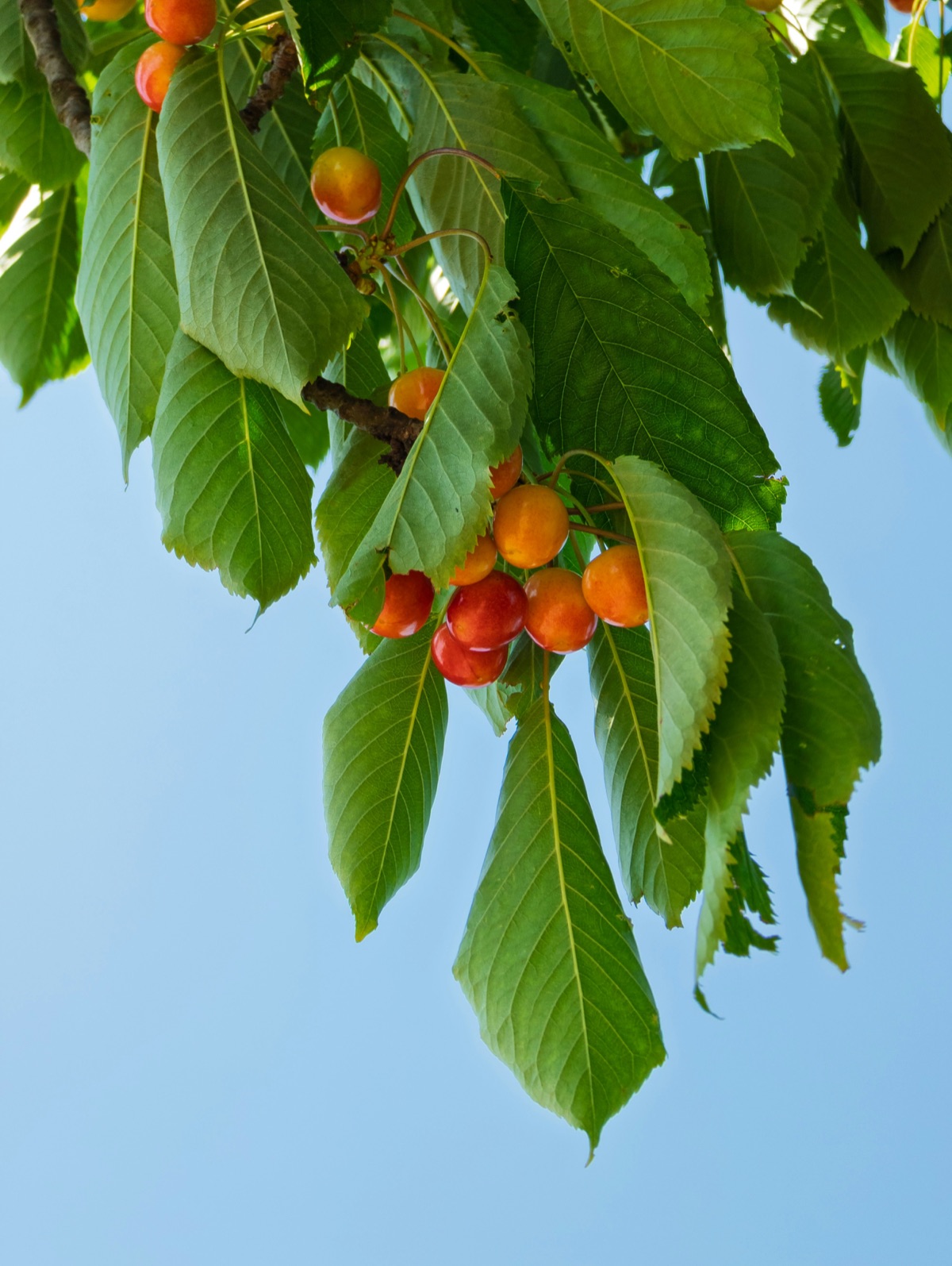 Cherries on branch against sky