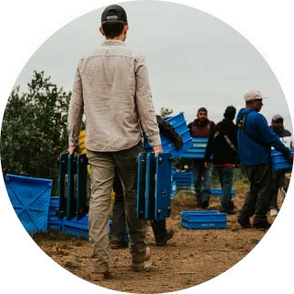 A crew member carrying two FairPick LE scales by their handles through a harvest field